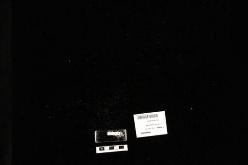 Hyperolius