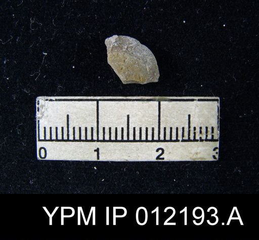 Composita angusta
