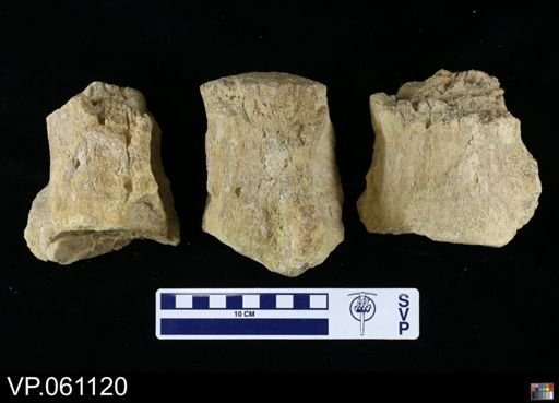 undet. Mosasauridae