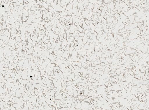 Haliclona (Reniera) fascigera
