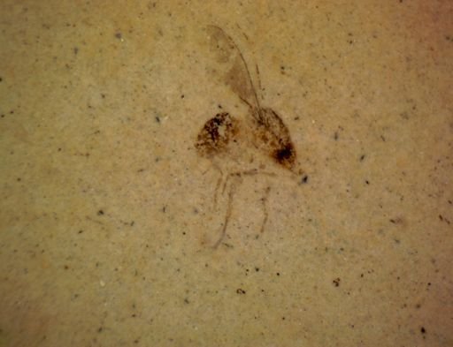 undet. Diptera