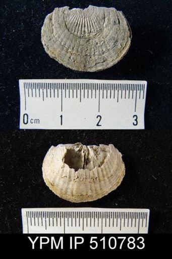 Tropidoleptus sp.