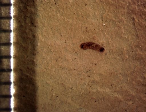 Staphylinidae?