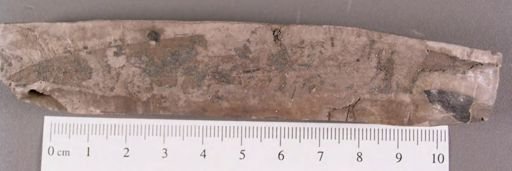 Eucalyptus geinitzi