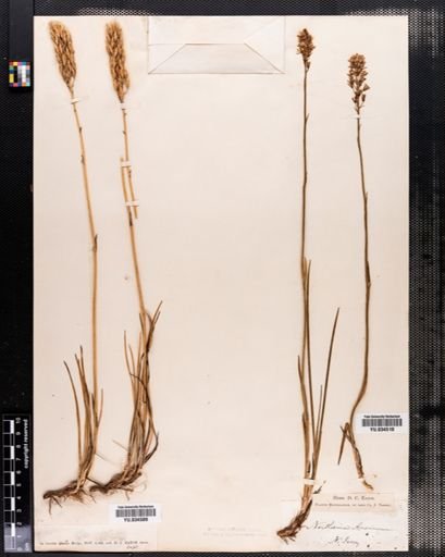 Narthecium americanum