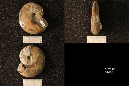 Hoploscaphites nicolletii