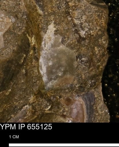 Protocardia