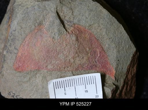 undet. Arthropoda