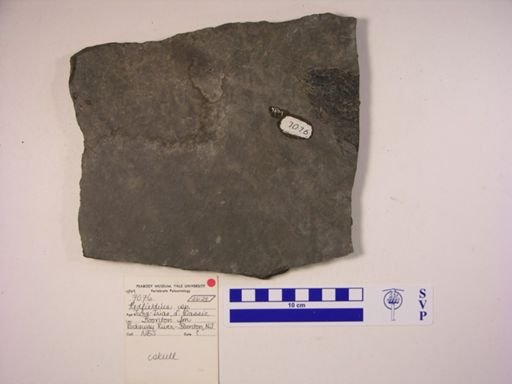 Redfieldia sp.