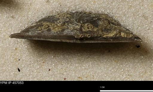 Stropheodonta sp.