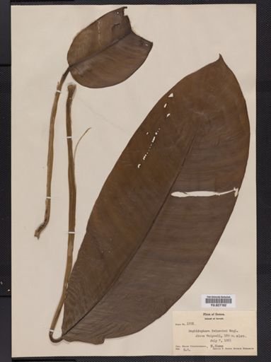 Plantae