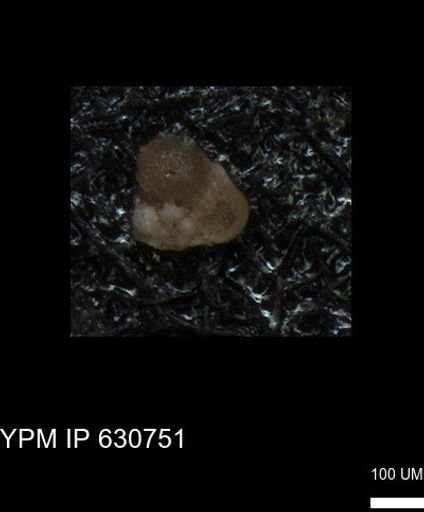 undet. Foraminiferida