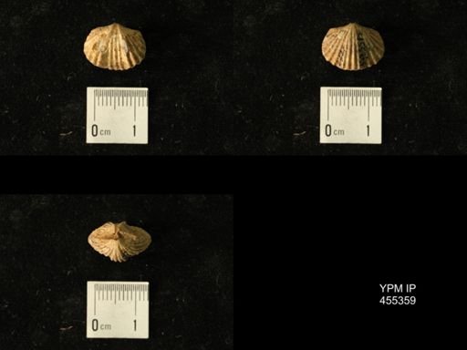 Platystrophia juvenes