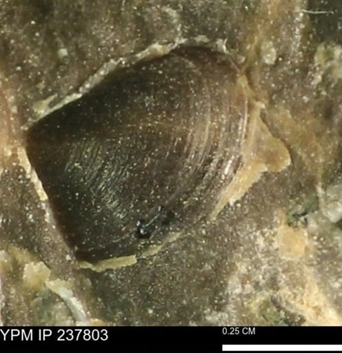 Limopsis striatopunctatus