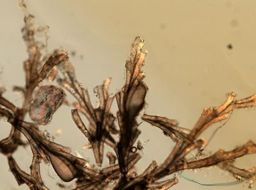 Crisia eburnea