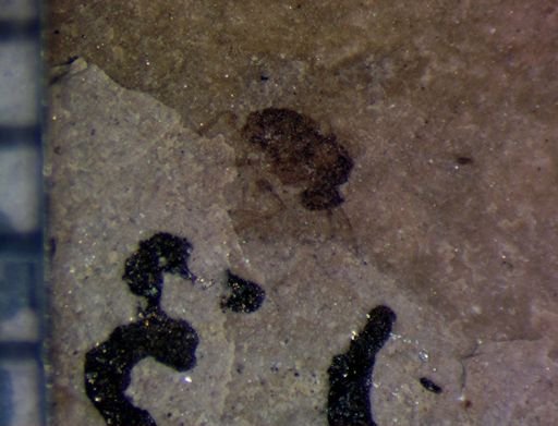 undet. Diptera