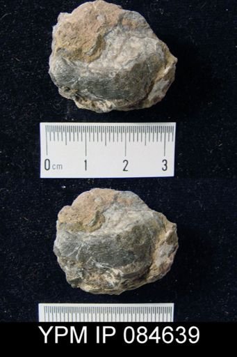 Leptaena rhomboidalis