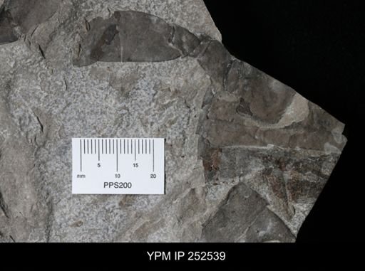 Eurypterus sp.