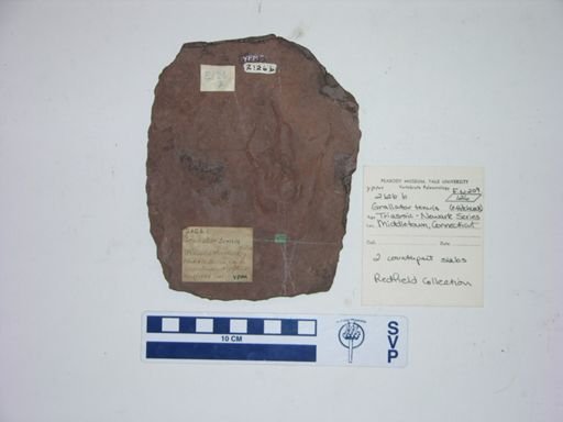 Grallator tenuis