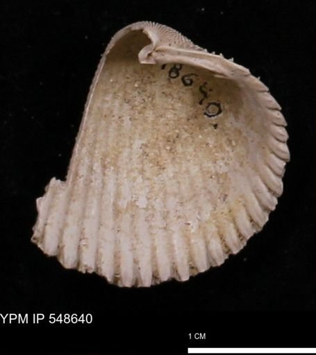 Trachycardium emmonsi