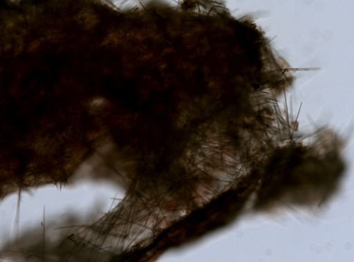 Halichondrida