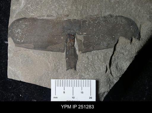 undet. Eurypterida