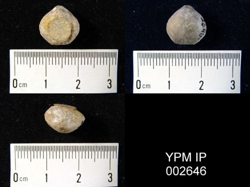Athyris unguiculus