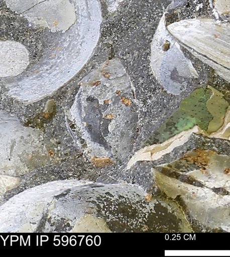 undet. Bivalvia