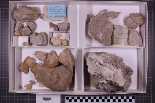 mixed taxa, stratigraphic collection