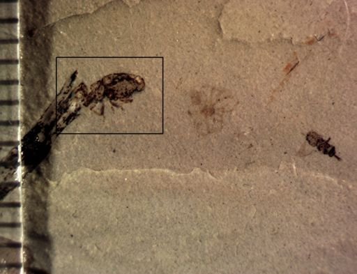 undet. Curculionidae