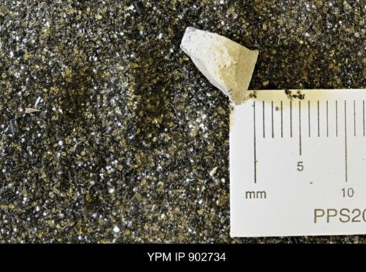 Baculites sp.