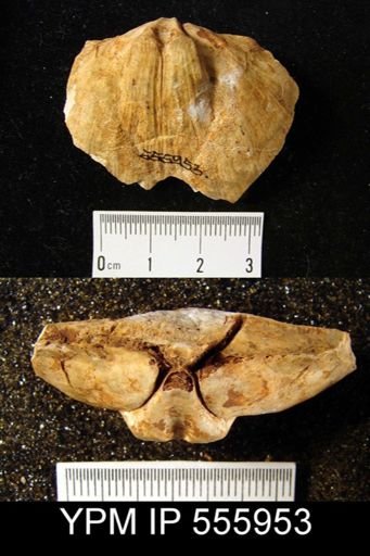 Spirifer (Grandispirifer) sp.
