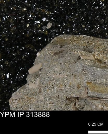 undet. Scaphopoda