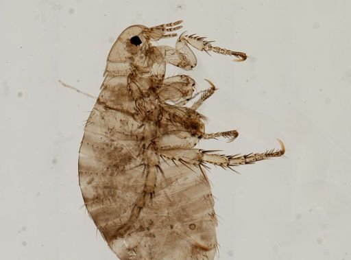 Pulex irritans