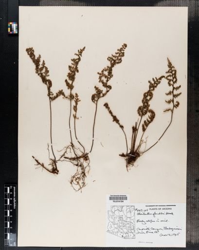 Cheilanthes