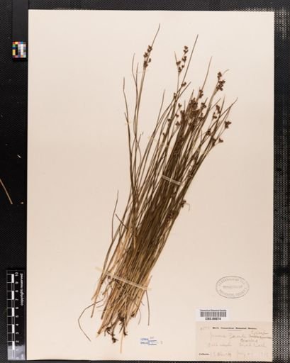 Juncus