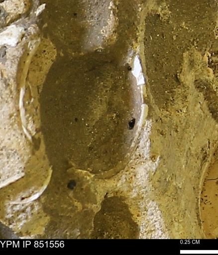 Limopsis striatopunctatus