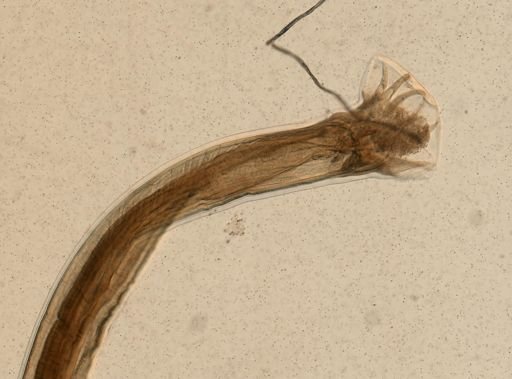 Ancylostoma caninum