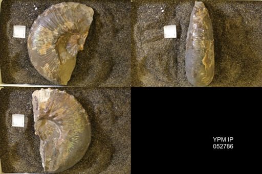 Jeletzkytes nebrascensis