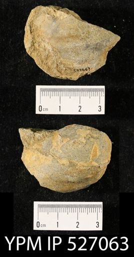 undet. Inoceramidae
