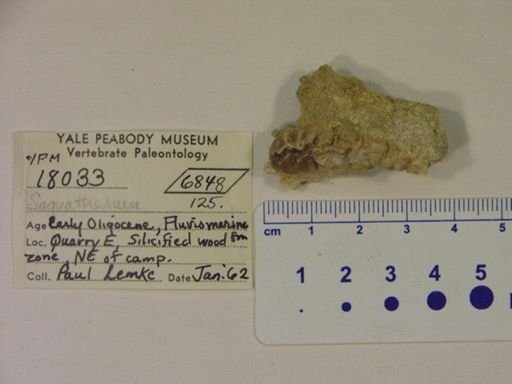 Saghatherium sp.