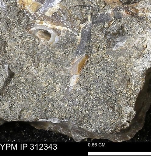 undet. Bivalvia
