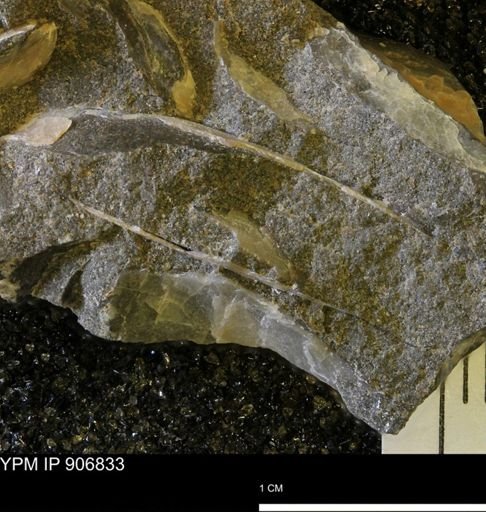 Pseudoptera sp.