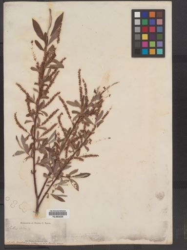 Salix babylonica