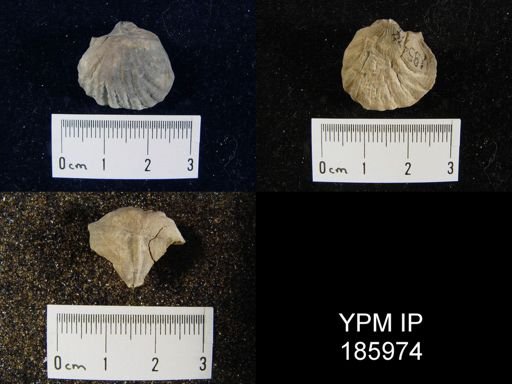 Meekella striatocostata