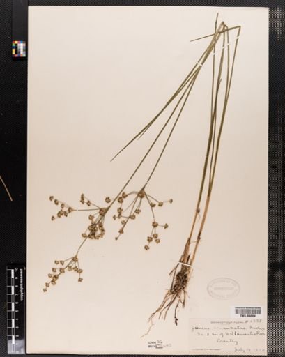 Juncus