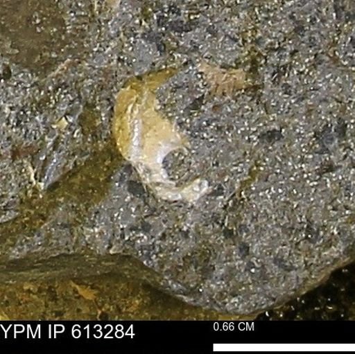 Scaphites sp.