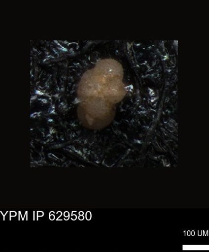 undet. Foraminiferida
