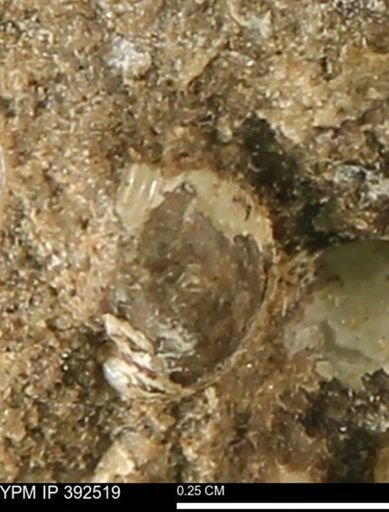 Protocardia subquadrata