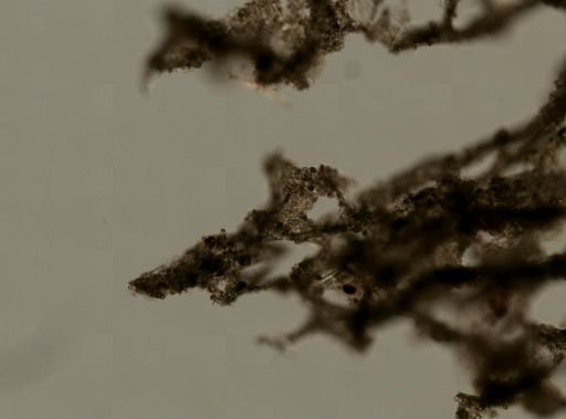 cf. Dysidea